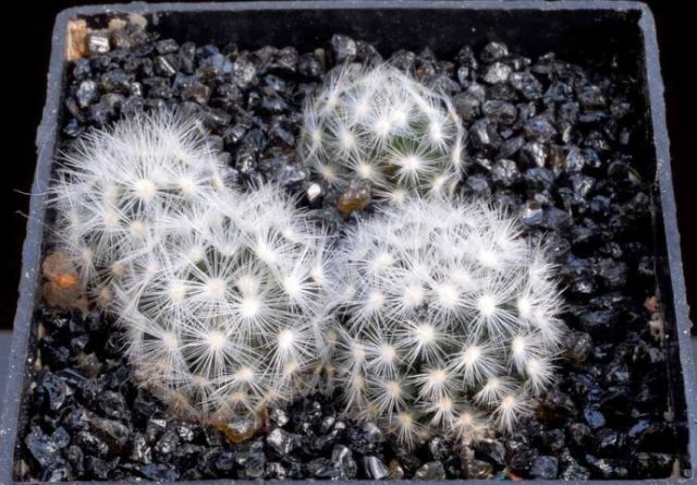 Mammillaria_lauii